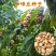 新采咖啡豆种子咖啡树种子日常饮用植物种子阳台观赏盆栽