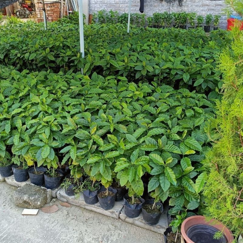 新采咖啡豆种子咖啡树种子日常饮用植物种子阳台观赏盆栽