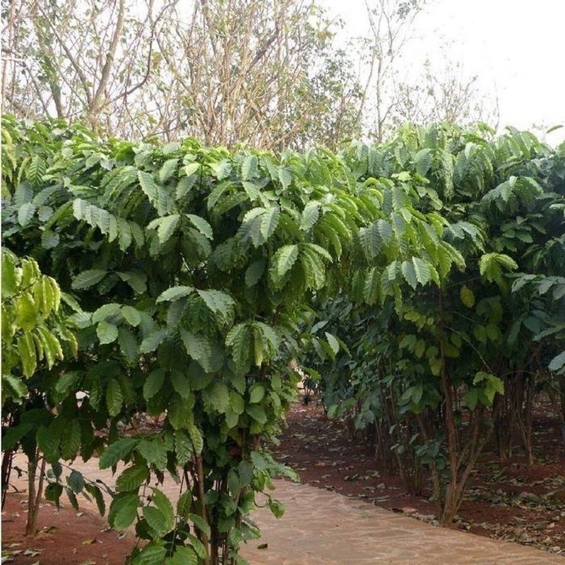 新采咖啡豆种子咖啡树种子日常饮用植物种子阳台观赏盆栽