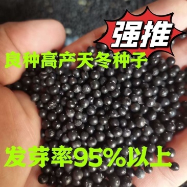 药材天冬种子新鲜颗粒饱满正宗大天冬良种天冬种子高档中药材