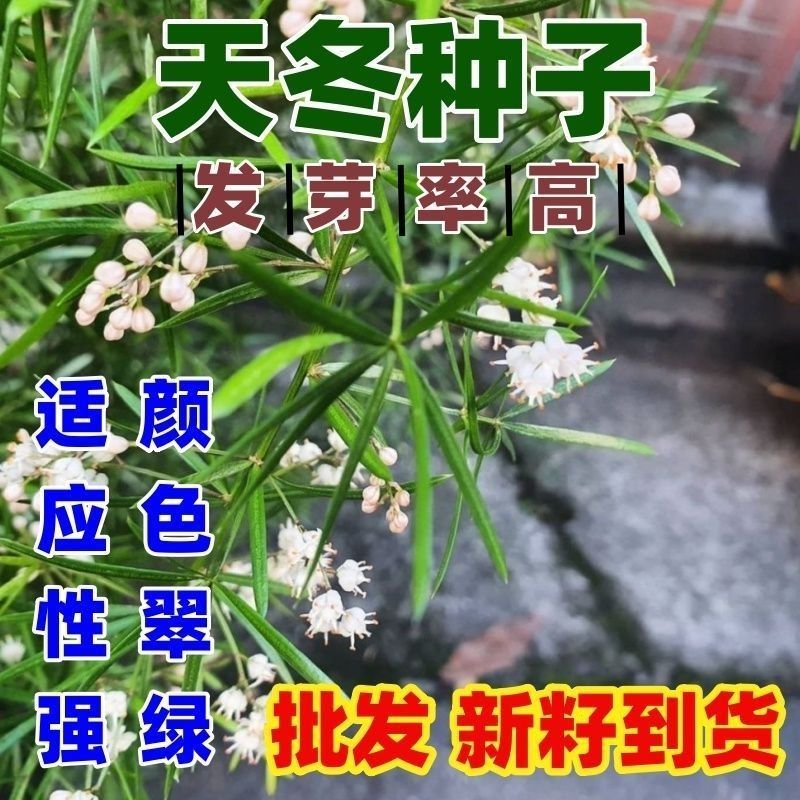 药材天冬种子新鲜颗粒饱满正宗大天冬良种天冬种子高档中药材