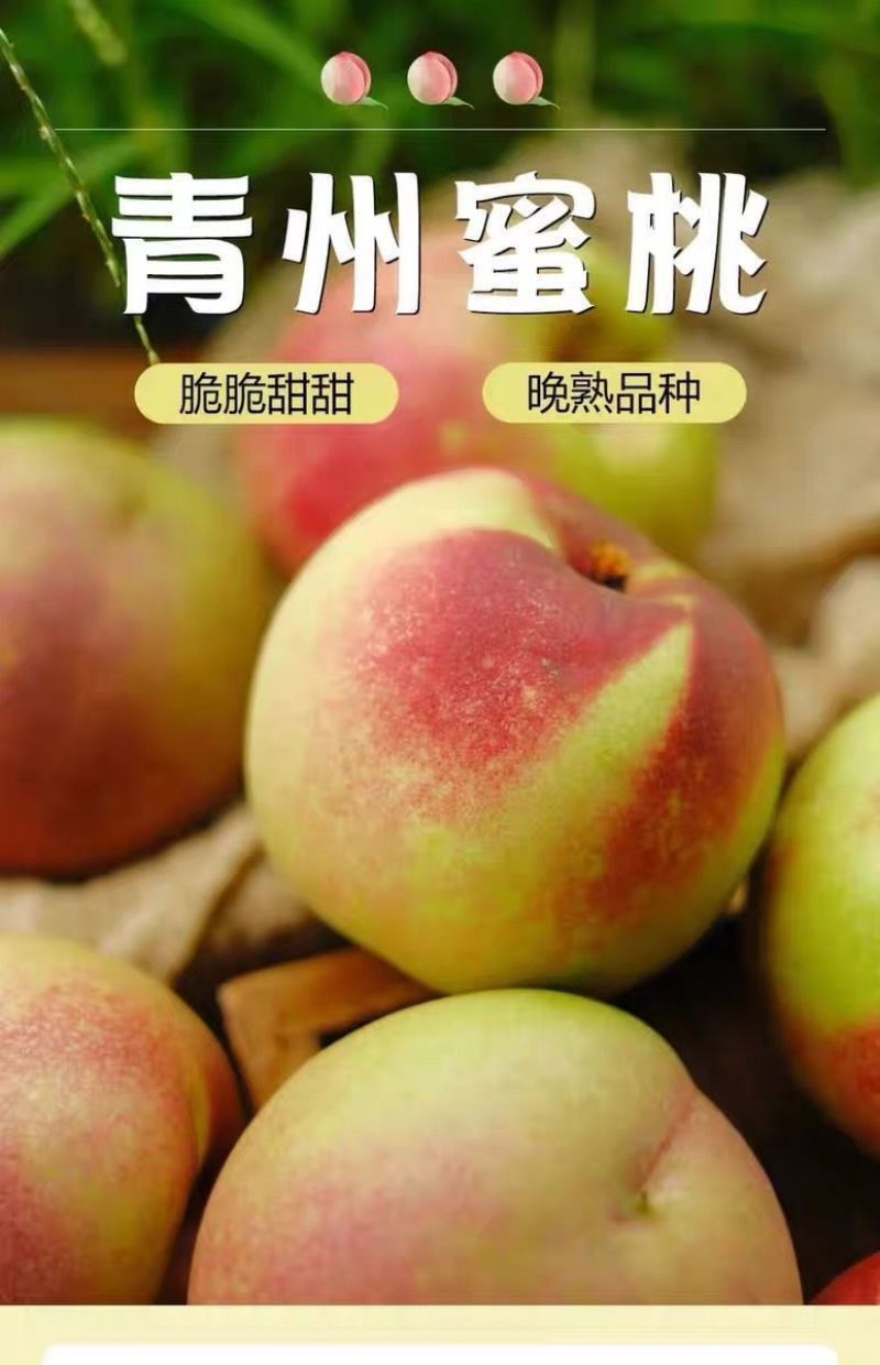 正宗青州蜜桃打箱发货**甜脆