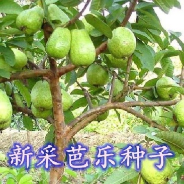 芭乐种子鸡屎果拔子喇叭番石榴林木种孑国产四季多年生番石榴