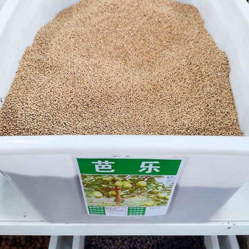 芭乐种子鸡屎果拔子喇叭番石榴林木种孑国产四季多年生番石榴