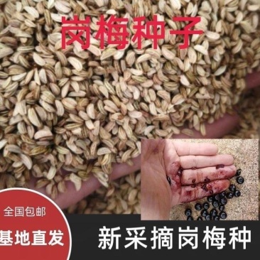 岗梅种子点称星种子称星树苗种子山梅根苗假青梅苗天