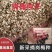 岗梅种子点称星种子称星树苗种子山梅根苗假青梅苗天
