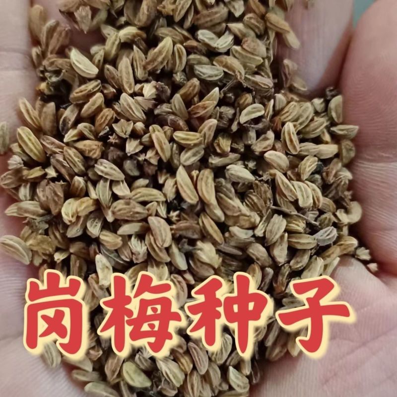 岗梅种子点称星种子称星树苗种子山梅根苗假青梅苗天