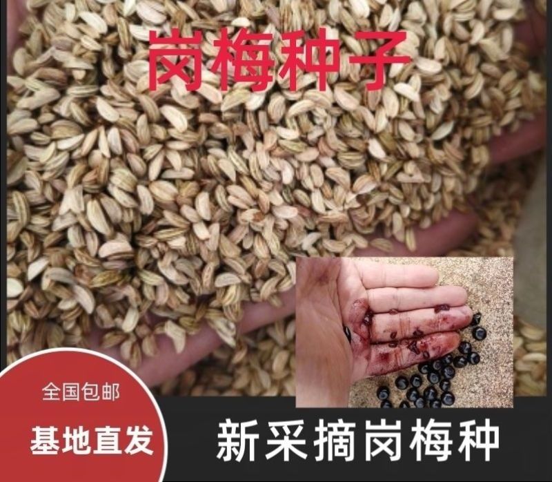 岗梅种子点称星种子称星树苗种子山梅根苗假青梅苗天