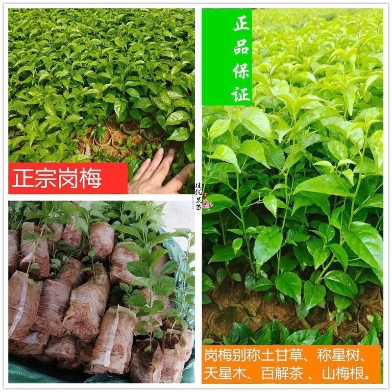 岗梅种子点称星种子称星树苗种子山梅根苗假青梅苗天