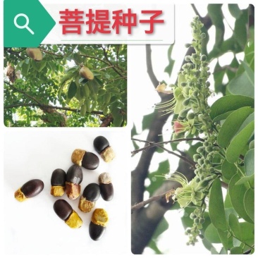 菩提种子菩提树种子金刚菩提树千丝菩提树种子