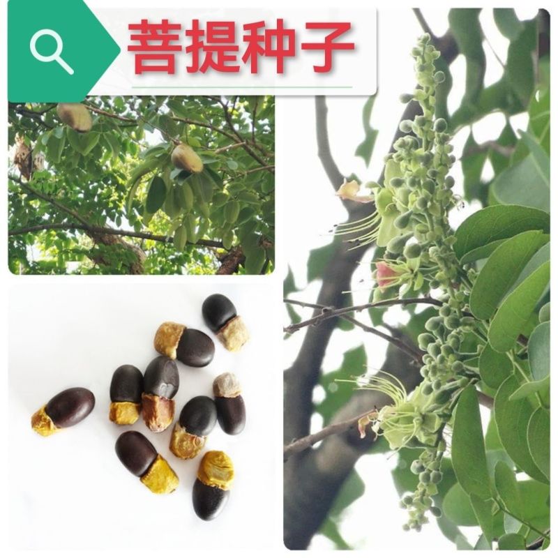 菩提种子菩提树种子金刚菩提树千丝菩提树种子