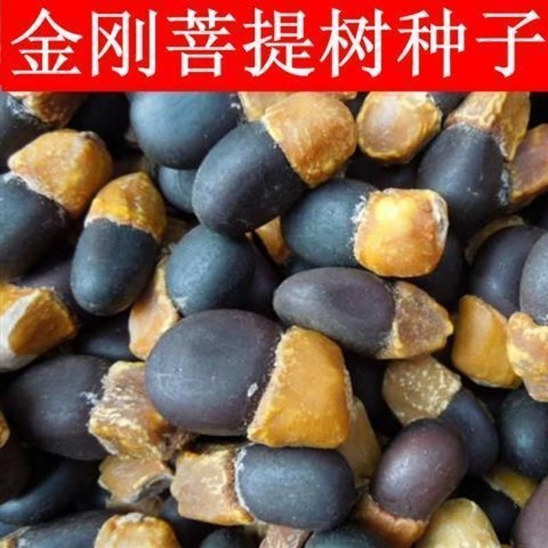 菩提种子菩提树种子金刚菩提树千丝菩提树种子