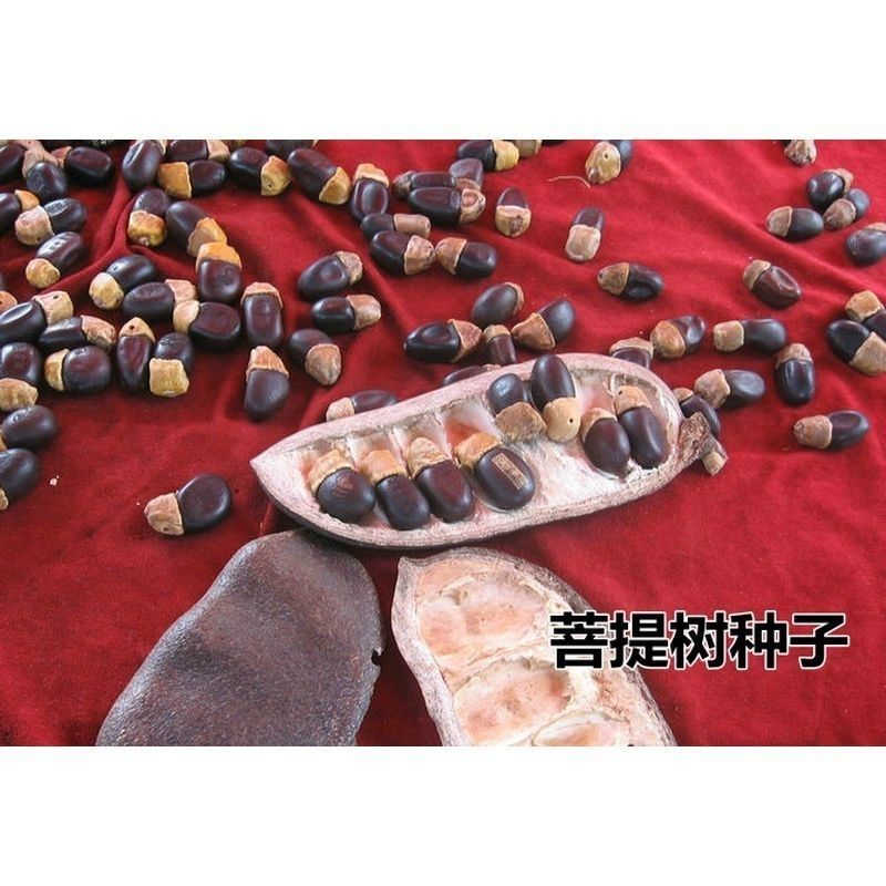 菩提种子菩提树种子金刚菩提树千丝菩提树种子
