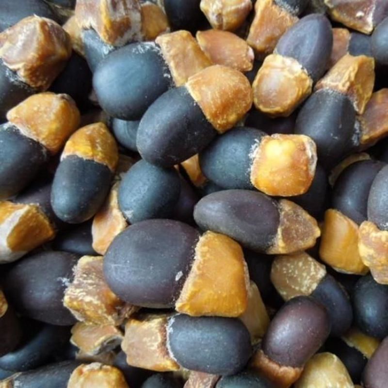 菩提种子菩提树种子金刚菩提树千丝菩提树种子