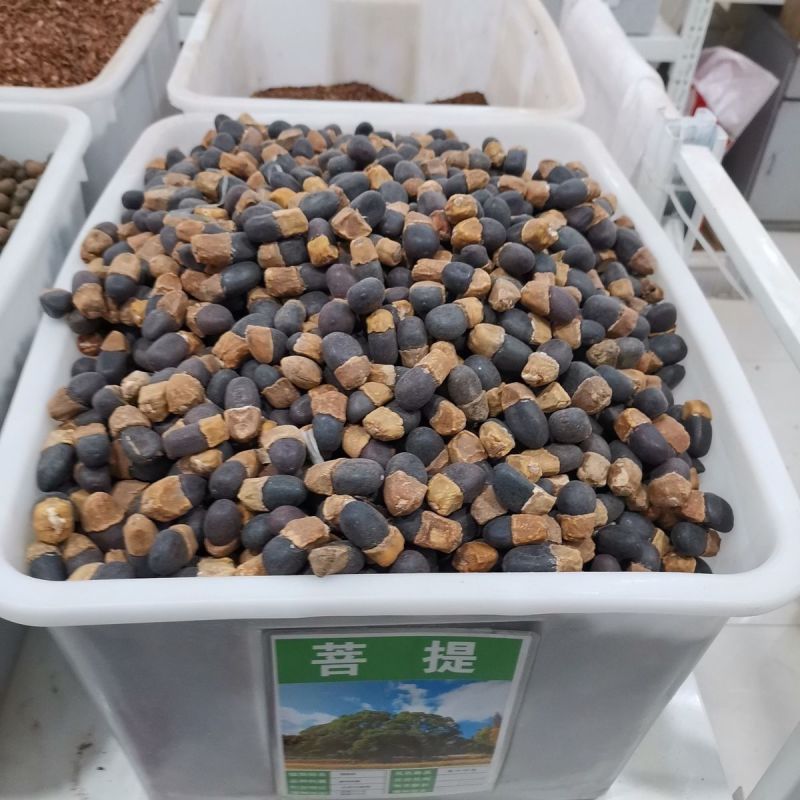 菩提种子菩提树种子金刚菩提树千丝菩提树种子