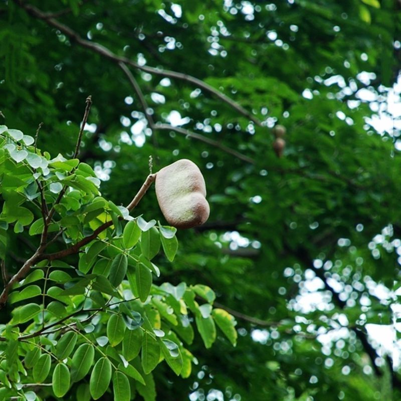 菩提种子菩提树种子金刚菩提树千丝菩提树种子