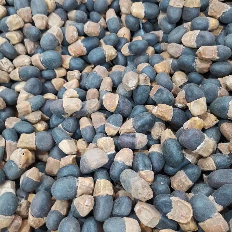 菩提种子菩提树种子金刚菩提树千丝菩提树种子