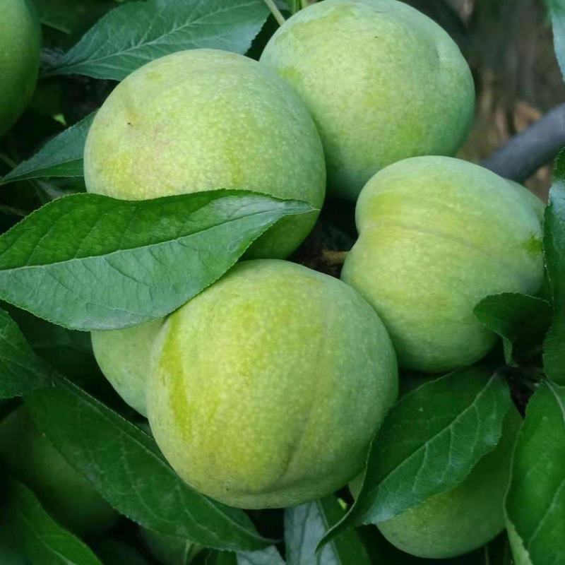 茂县清脆李