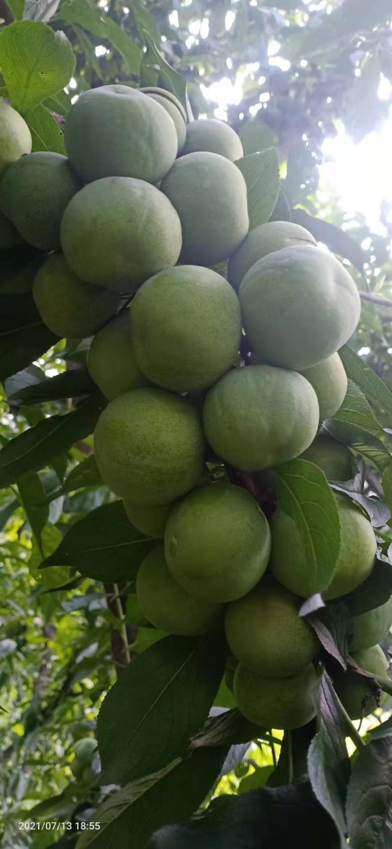 茂县清脆李