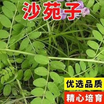 野生沙苑子种子茶潼蒺藜夏黄草沙宛子夏黄草中药材多年生草本