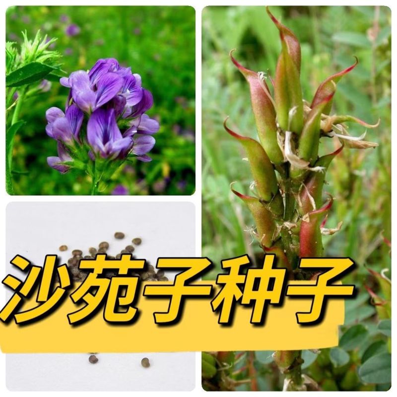 野生沙苑子种子茶潼蒺藜夏黄草沙宛子夏黄草中药材多年生草本