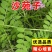 野生沙苑子种子茶潼蒺藜夏黄草沙宛子夏黄草中药材多年生草本