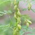 野生沙苑子种子茶潼蒺藜夏黄草沙宛子夏黄草中药材多年生草本