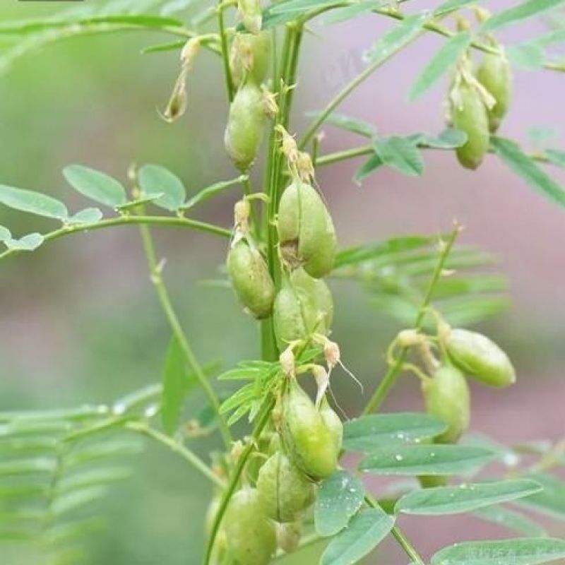 野生沙苑子种子茶潼蒺藜夏黄草沙宛子夏黄草中药材多年生草本