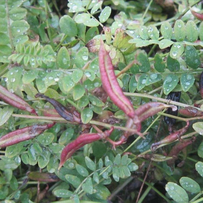 野生沙苑子种子茶潼蒺藜夏黄草沙宛子夏黄草中药材多年生草本
