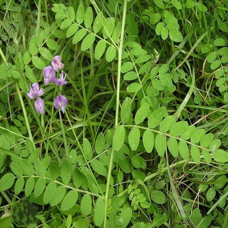 野生沙苑子种子茶潼蒺藜夏黄草沙宛子夏黄草中药材多年生草本