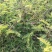 野生沙苑子种子茶潼蒺藜夏黄草沙宛子夏黄草中药材多年生草本