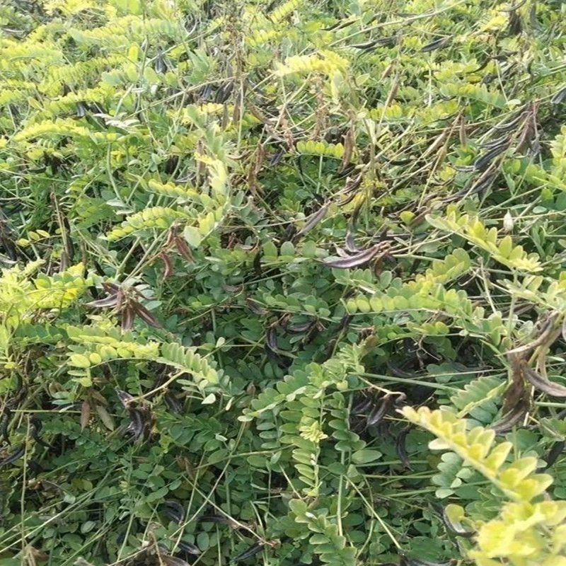 野生沙苑子种子茶潼蒺藜夏黄草沙宛子夏黄草中药材多年生草本