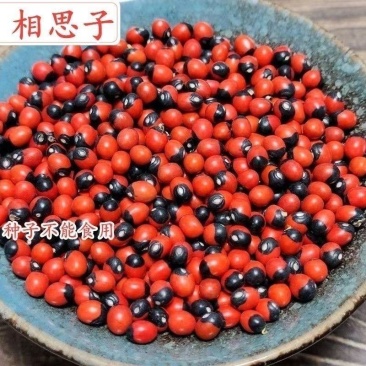 新采毛鸡骨草种子中草药孔雀豆种子高产鸡母珠种子