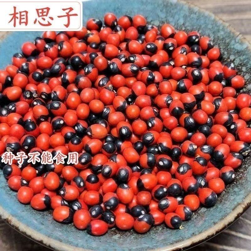 新采毛鸡骨草种子中草药孔雀豆种子高产鸡母珠种子