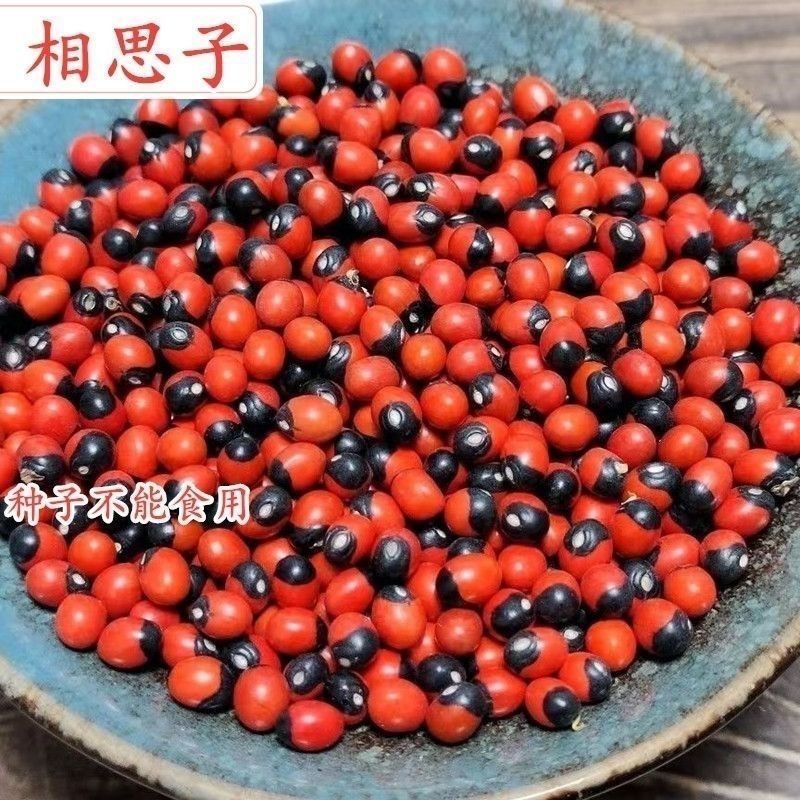 新采毛鸡骨草种子中草药孔雀豆种子高产鸡母珠种子