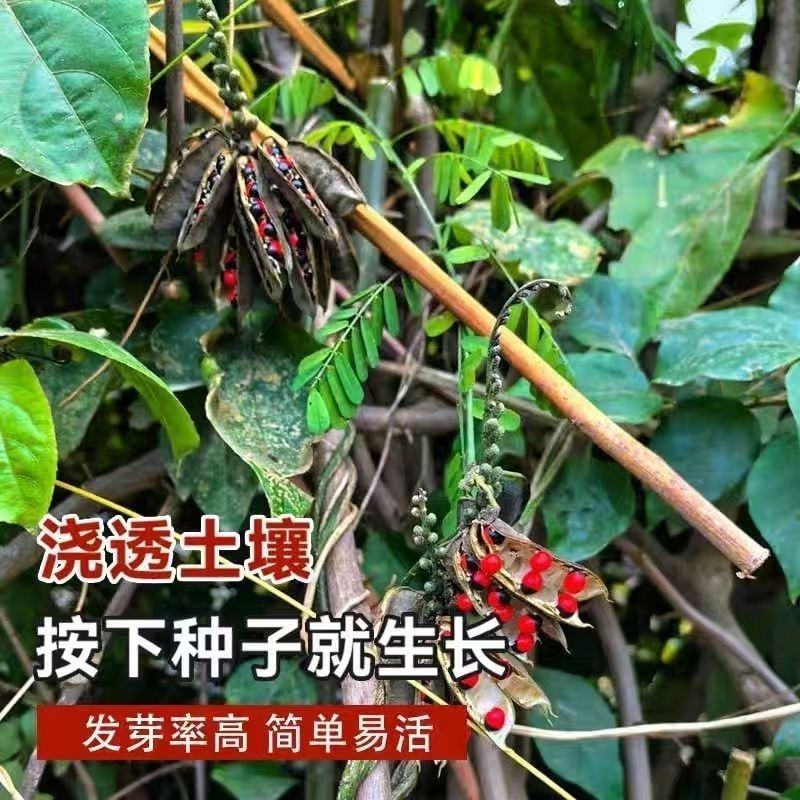 新采毛鸡骨草种子中草药孔雀豆种子高产鸡母珠种子