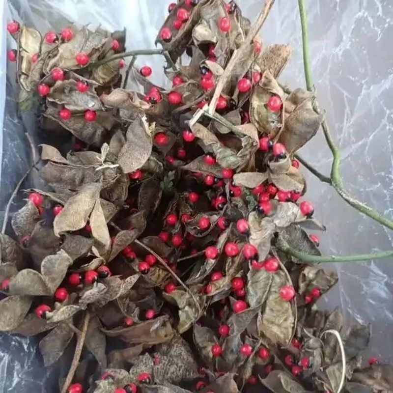 新采毛鸡骨草种子中草药孔雀豆种子高产鸡母珠种子