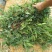 广西玉林新鲜大叶鸡骨草种子中草药材种子产量高小叶鸡骨草