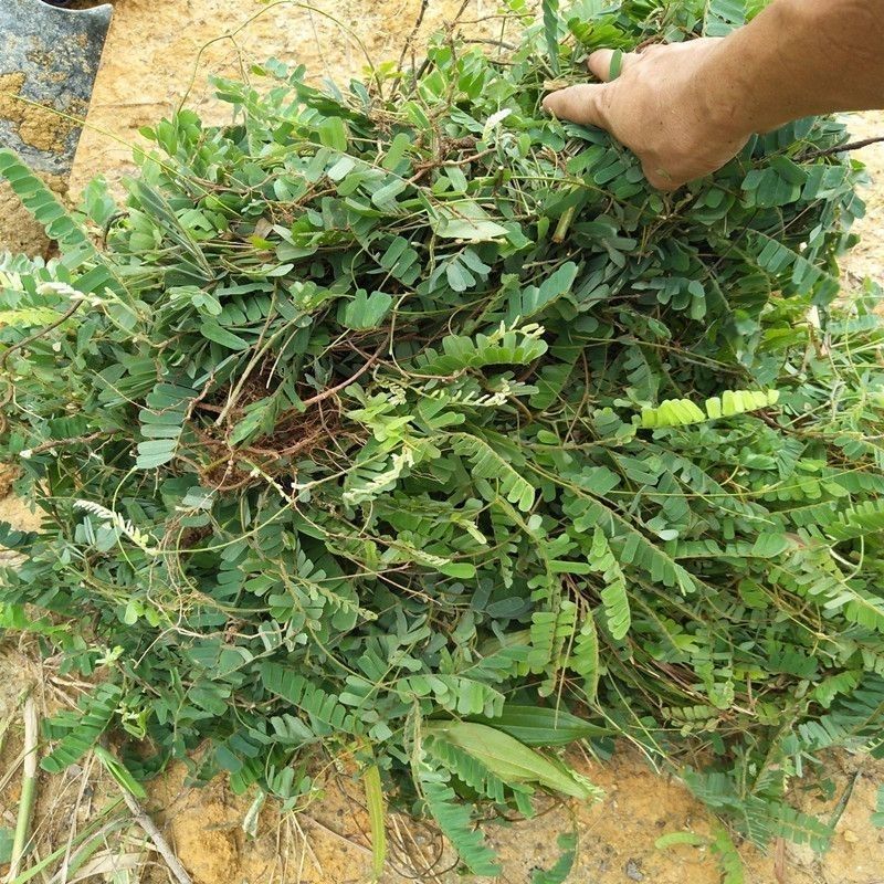 广西玉林新鲜大叶鸡骨草种子中草药材种子产量高小叶鸡骨草