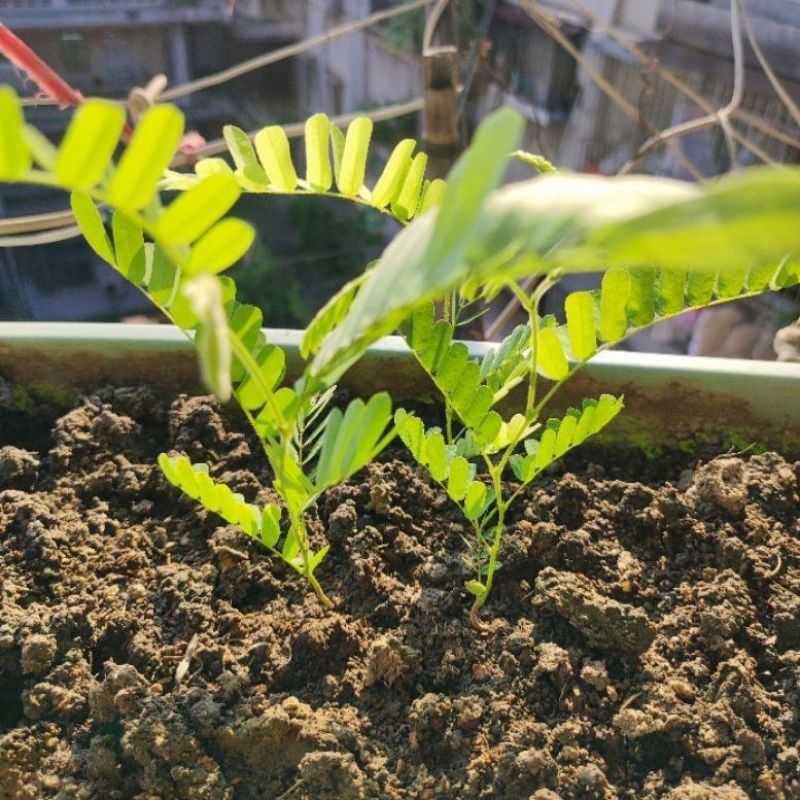 广西玉林新鲜大叶鸡骨草种子中草药材种子产量高小叶鸡骨草
