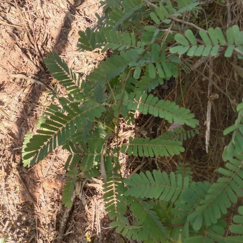 广西玉林新鲜大叶鸡骨草种子中草药材种子产量高小叶鸡骨草