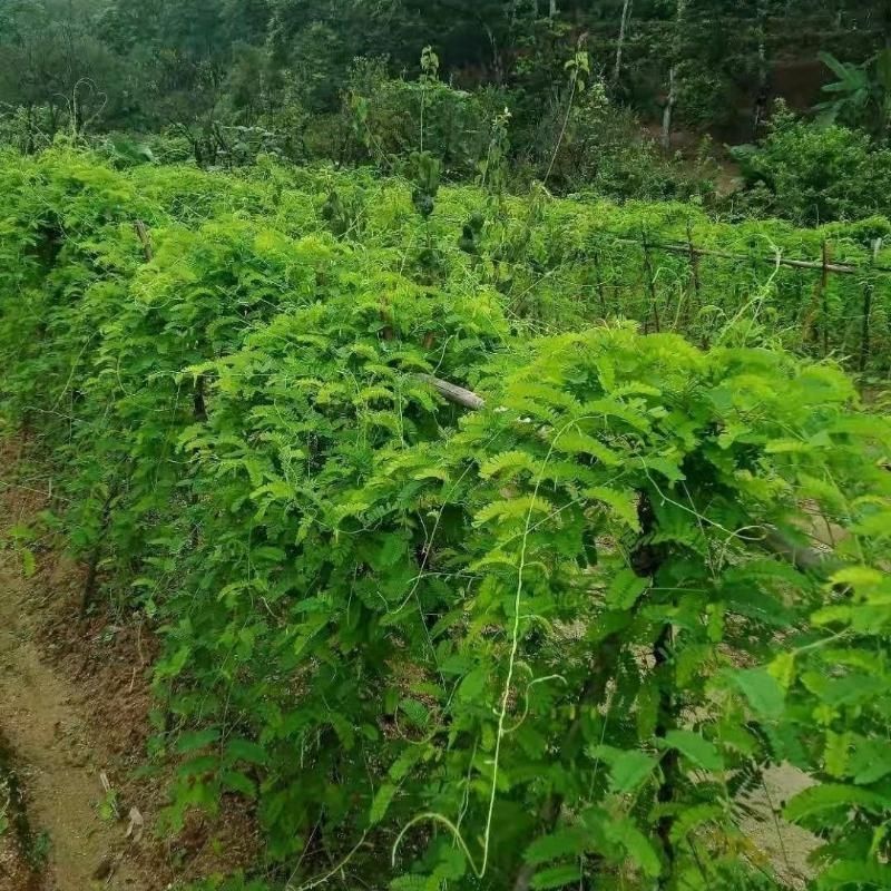 广西玉林新鲜大叶鸡骨草种子中草药材种子产量高小叶鸡骨草