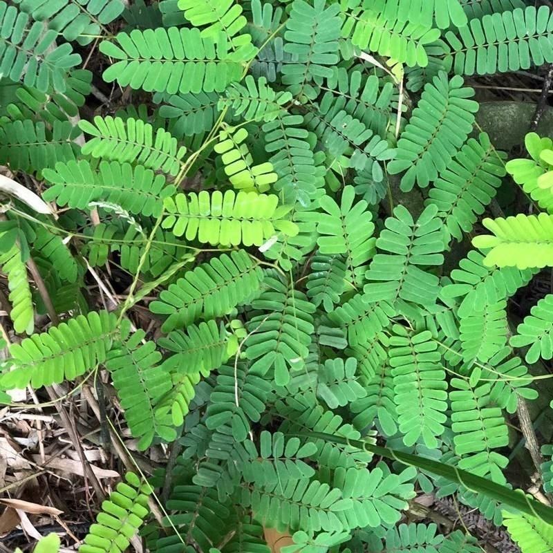 广西玉林新鲜大叶鸡骨草种子中草药材种子产量高小叶鸡骨草