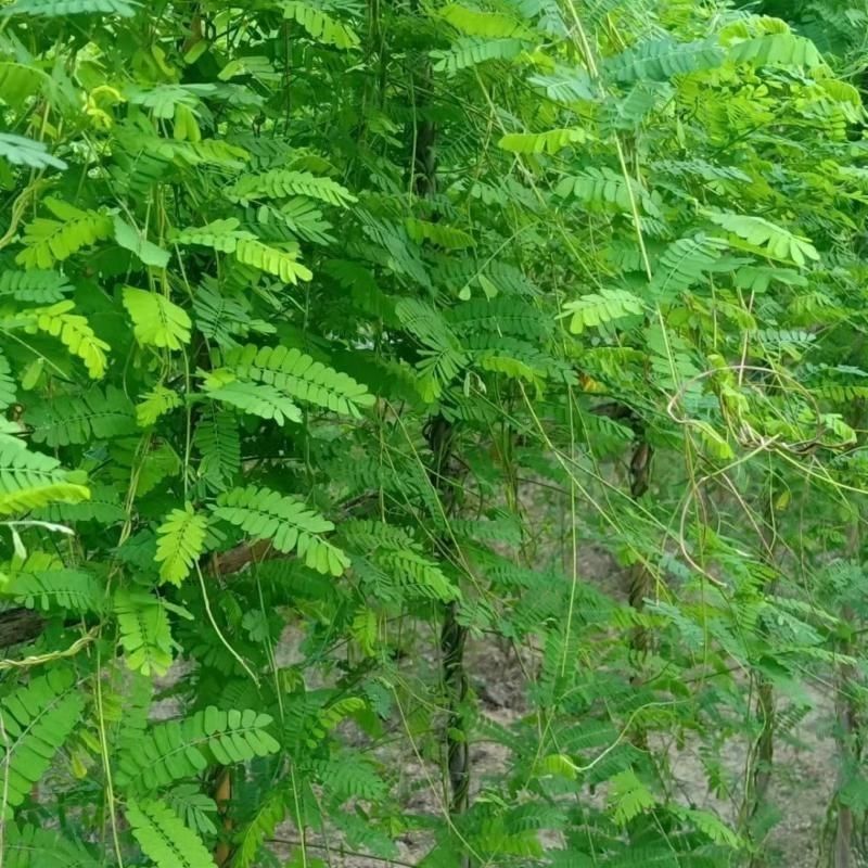 广西玉林新鲜大叶鸡骨草种子中草药材种子产量高小叶鸡骨草