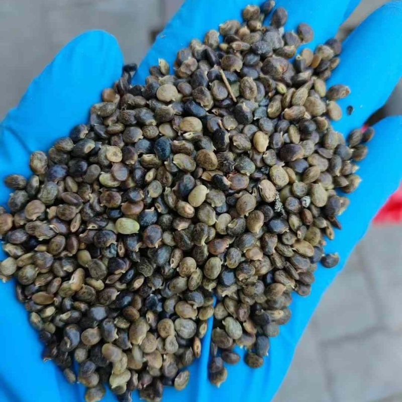 广西玉林新鲜大叶鸡骨草种子中草药材种子产量高小叶鸡骨草