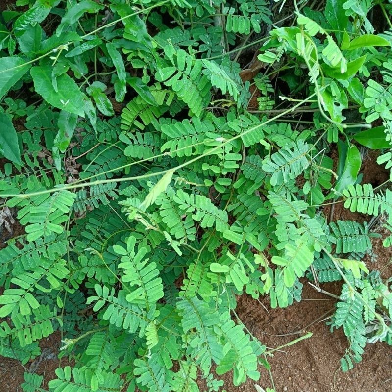 广西玉林新鲜大叶鸡骨草种子中草药材种子产量高小叶鸡骨草