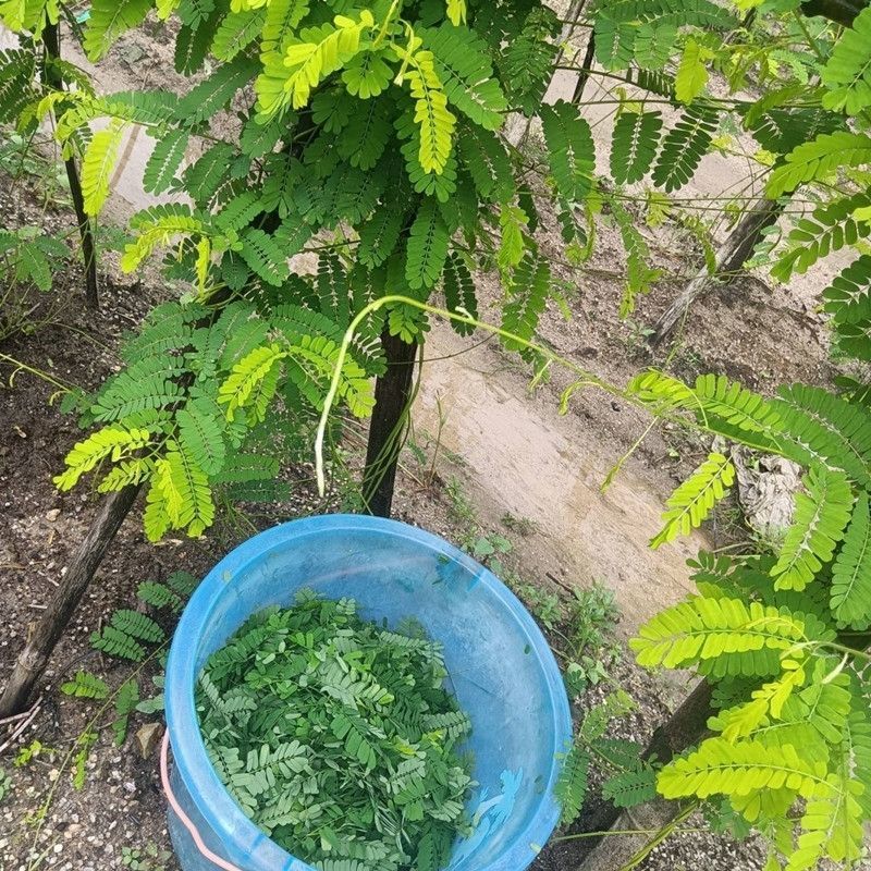 广西玉林新鲜大叶鸡骨草种子中草药材种子产量高小叶鸡骨草