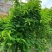 广西玉林新鲜大叶鸡骨草种子中草药材种子产量高小叶鸡骨草