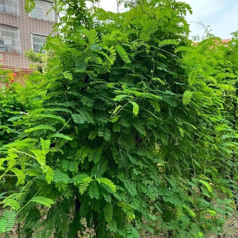 广西玉林新鲜大叶鸡骨草种子中草药材种子产量高小叶鸡骨草
