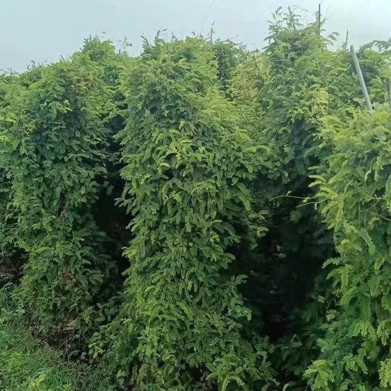 广西玉林新鲜大叶鸡骨草种子中草药材种子产量高小叶鸡骨草